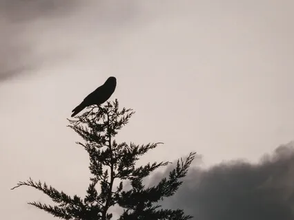 Nature Sounds: Curious Birds