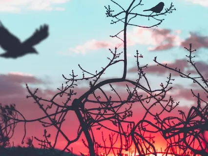 Nature Sounds For Concentration (River Retreat)