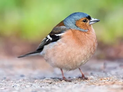 Nature Sounds For Deep Meditation: Water & Forest Ambience, Bird Calls