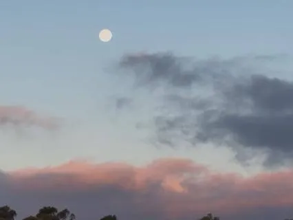 Nature Sounds for Deep Sleep: Frogs in Forest (8+ Hours)