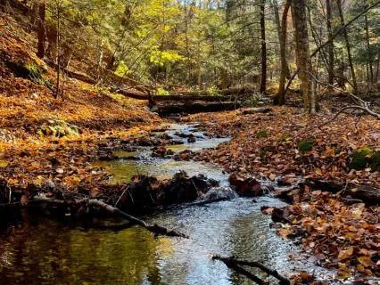 Nature Sounds For Sleep | Birds Singing Near A Gentle Creek