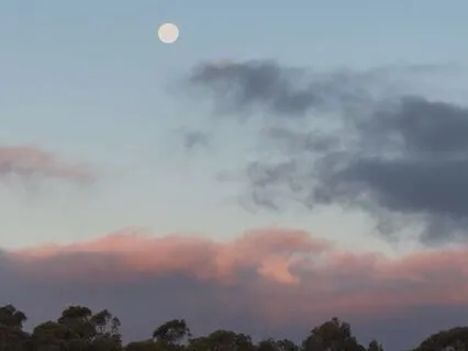 Nature Sounds For Sleep & Relaxation: Frogs At Full Moon