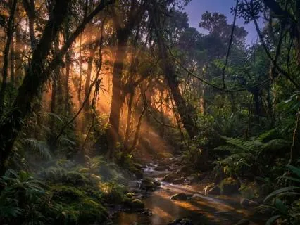 Nature Sounds: Forest & Stream For Deep Sleep