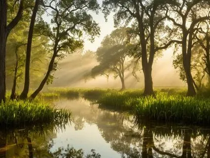 Nature Sounds: Immersive Woodland Stream
