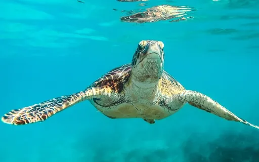 Nature Sounds: Ocean Waves - Sounds For Relaxation