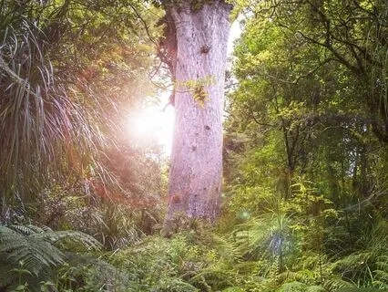 Nature Sounds of Waipoua Forest, Aoteroea