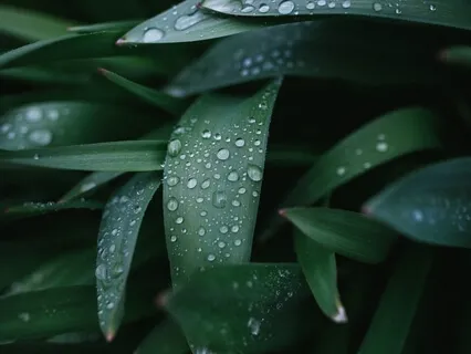 Nature Sounds: Rainfall & Instrumental Music 
