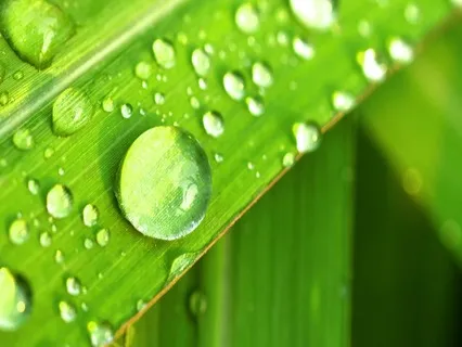 Nature Sounds: River Rain