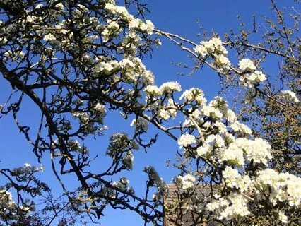 Nature Sounds: Robin Singing In An English Garden