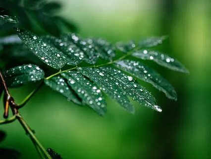 Nature Sounds: Sleepy Rainfall With Delta Waves