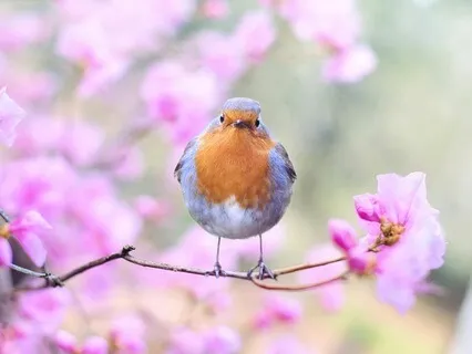 Nature Sounds: Springtime In An English Garden