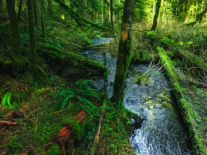 Nature Sounds: Stream in Deep Forest (10 Minutes)