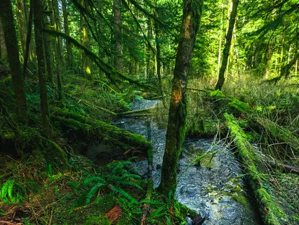 Nature Sounds: Stream In Deep Forest (16 Minutes)