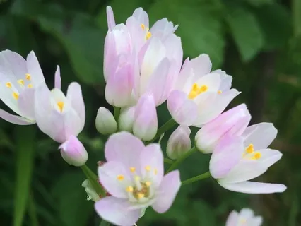 Nature Sounds: Summertime In An English Garden