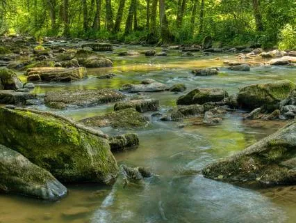 Nature Sounds: The Forest