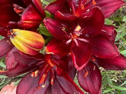 Nature Sounds Through The Woods