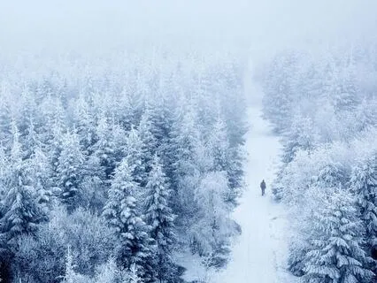 Nature Sounds: Winter's Whisper Through The Woods
