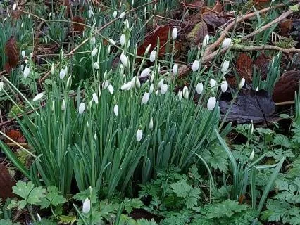 Nature Sounds: Woodland Brook For Peace And Flow (30 mins)