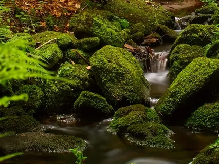 Nature Sounds: Woodland Stream