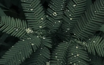 Nature Soundscape For Sleep: Tropical Rain And Singing Bowl