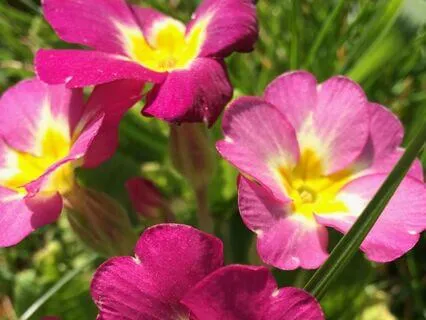 Nature Soundscape Gentle Rain On A Car Roof