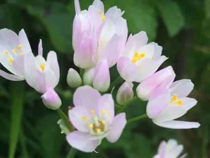 Nature Soundscape Heavy Rain On A Car Roof