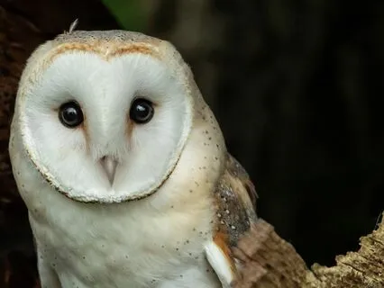 Nature Talk And Voice Embodiment With Owl And Darkness