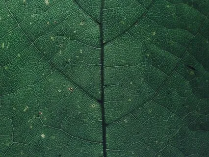 Nature Textures: Birds In The Forest (Short Edit)