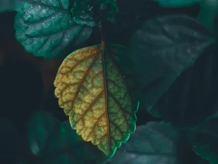 Nature Textures: Birds In The Forest