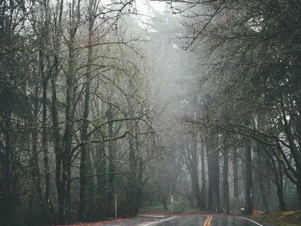 Nature Textures: Transformation In The Rain