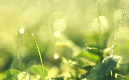 Nature Trail Guided Meditation 6Hz Binaural Arcadia Wildlife