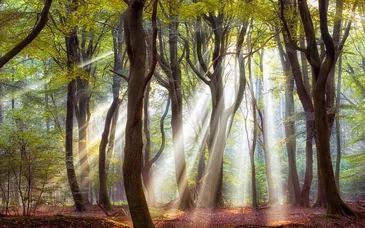 Nature Walk Meditation (Visualisation) 