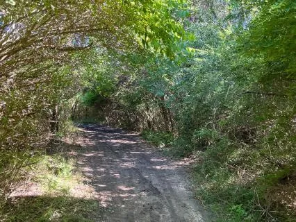 Nature Walk Meditation | Visualization For Relaxation & Calm