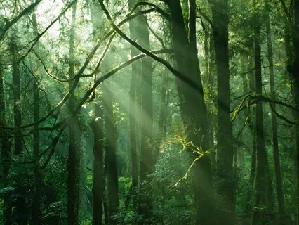 Nature Walk Meditation With Binaural Beats