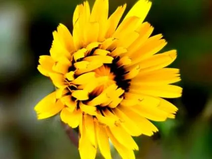 Nature Within — A Meditation For Grounding & Presence