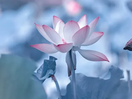 Naturelaxation (With Delta Waves And 432 Hz Tuning)