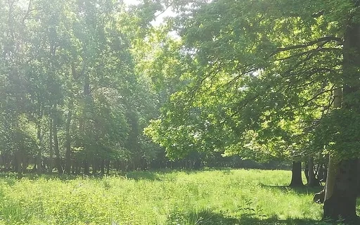 Nature's Colours - Guided Visualisation Relaxation Practice