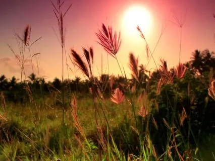 Nature's Embrace
