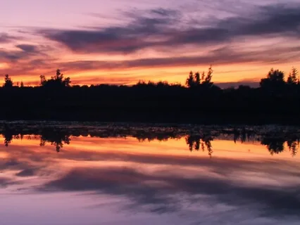 Naturgeräusche: Grillenzirpen zum friedvollen Einschlafen