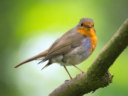 Naturklänge zum Entspannen - Hängematte für die Seele: Vögel im Regen