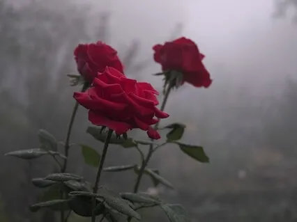 Navigating Challenging Times 