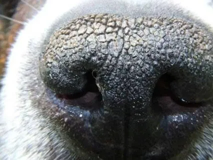 Navigating The Grief & Loss Of Your Senior Dog