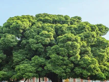 Navigating The Start Of University - 15-Minute Meditation