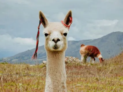 Nazca Wind Flight, Contemplative Flute Andean Machu Picchu