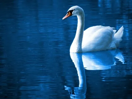 Nearly One Hour Stillness Piano Music