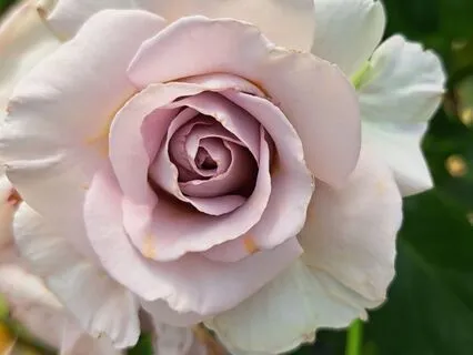 Relaxing Neck Stretch To Stimulate Vagus Nerve