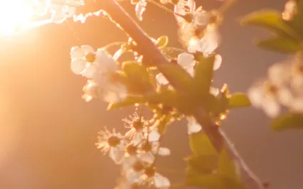 Nectar (2022) - 5 Minute Sound Healing Ambient Music 