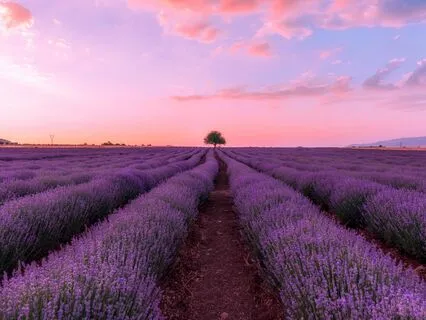 Nectarshade - Dream Field | Ambient Binaural Music