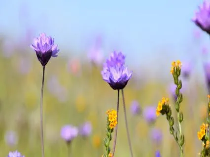 Anxiety Relief Music – Slow Down And Release Stress