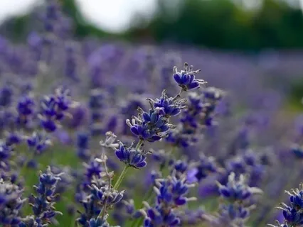 Nefes farkındalığı